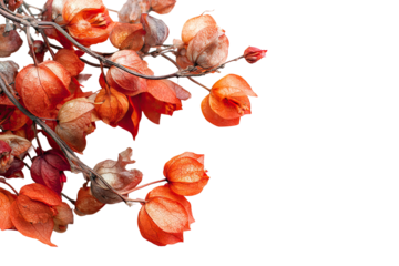 Dried lantern flowers in warm autumnal tones