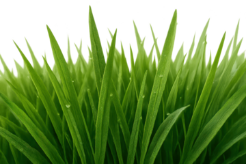 Natural grass texture close-up with individual blades creating fresh outdoor environment for spring and summer advertising