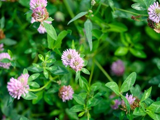 Flowering purple owl-head clovers in meadow