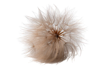 Fototapeta premium Close-up of a dandelion seed head. Fluffy, light tan