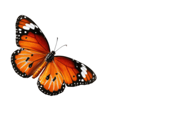 A monarch butterfly in flight