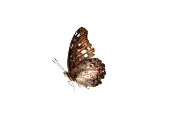 Naklejka premium A solitary butterfly, light-brown and off-white, against a dark background