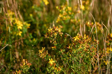Obraz premium St. John´s Wort in blossom. Blooming yellow flowers in summer. Bunch of Hypericum on meadow. Close up of St John's-of wort.