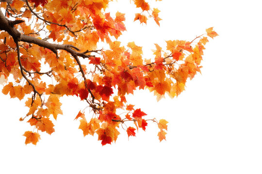 Autumnal maple branch