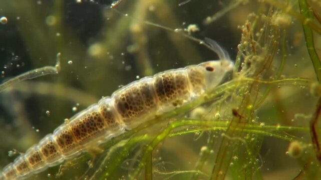Microscopic Phantom Midge Larva Swimming Through Aquatic Vegetation in Murky Water