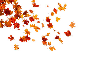 Autumn leaves falling on a black background