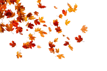 Autumn leaves falling on a black background
