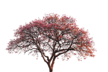 Vibrant pink tree against black background
