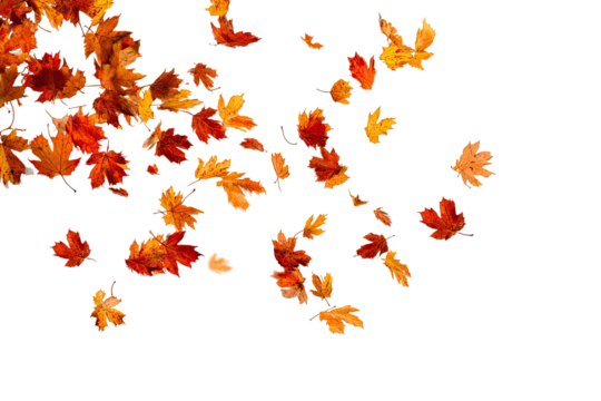Autumn leaves falling on a black background