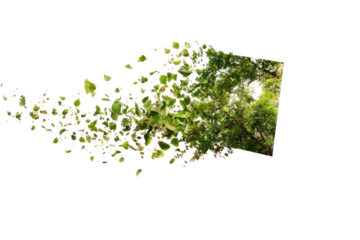 Abstract image of leaves