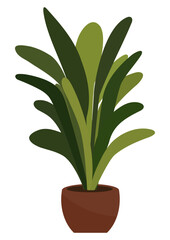 Green houseplant in a brown pot, an indoor decorative element for home and office decor. Isolated natural ornament element