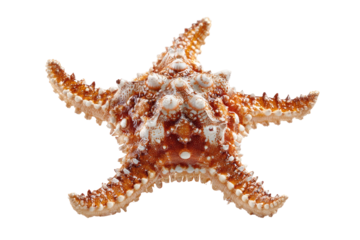 Close-up of a starfish