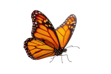 Close-up of a monarch butterfly