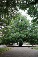 japan, tokyo, travel, kissaten, cafe, traditional, classic, retro, place, interior, deisign