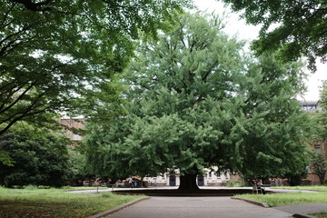 japan, tokyo, travel, kissaten, cafe, traditional, classic, retro, place, interior, deisign