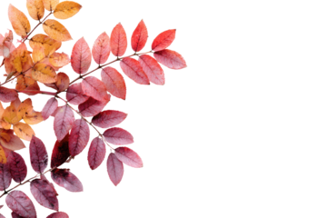 Autumn leaves in warm hues against black