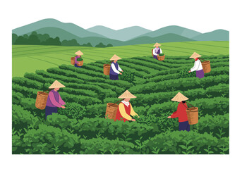People with straw hats work on a tea plantation with green rows and mountain background