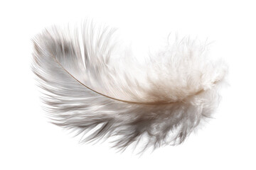 Close-up of a single ostrich feather