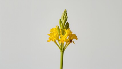 Yellow Flower Bud Against White Background
