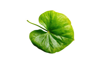 Obraz premium Close-up of a vibrant green leaf (1)