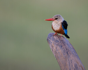 Grey-headed Kingfisher perched on bare branch at Samburu National Reserve in Kenya