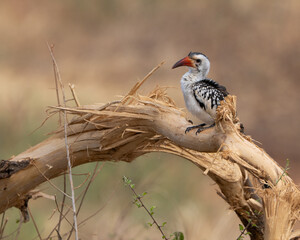 Northern Red-billed Hornbill on bare branch at Samburu National Reserve in Kenya Africa