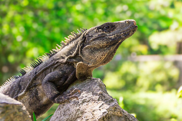 Iguana lizard perched on a rock, basking in the sunlight with its distinctive spiky crest and scaly skin, surrounded by lush greenery. Reptile in Mexico. Blurred background. Close-up