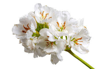 Obraz premium Close-up of a cluster of delicate white flowers