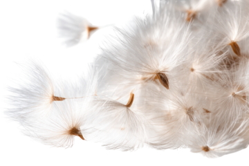 Close-up of delicate, fluffy seed heads