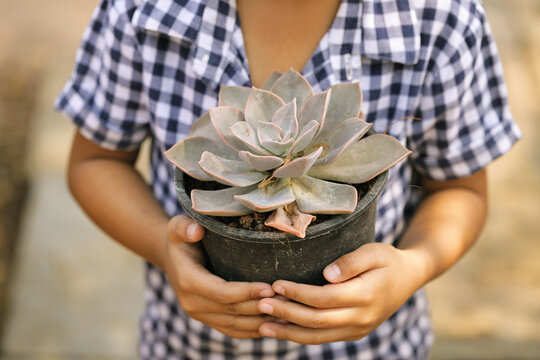 Child's Hands Holding a Succulent Plant.Gardening Hobby: Love for Succulents.
