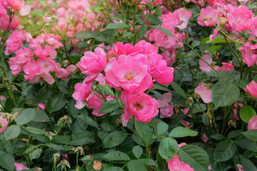 Rosa odoratabush with flowers is growing in cottage garden.  Blooming bush with  light pink flowers. Sunny day. Flowers is blooming on a plantation.