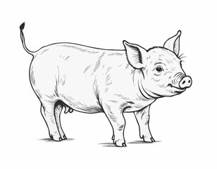 Piglet portrait hand drawn sketch Farming and livestock Vector illustration.