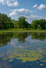 Fototapeta premium Green Algae and weed on the surface of Creekfield Lake in the Brazos Bend State Park, with the calm waters reflecting the Trees and the sky.