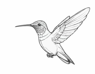 Hummingbird bird beautiful sketch hand drawn illustration