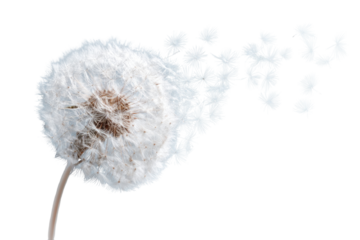 Dandelion seed head in motion