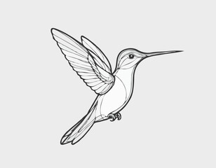 Hummingbird bird beautiful sketch hand drawn illustration