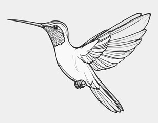 Hummingbird bird beautiful sketch hand drawn illustration