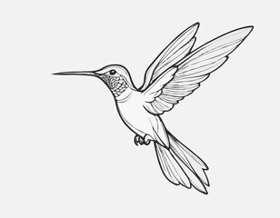 Obraz premium Hummingbird bird beautiful sketch hand drawn illustration