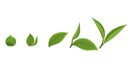 Obraz premium Tea Leaves Growth Stages