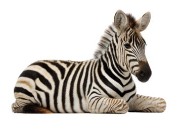 Young zebra lying down