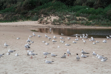 Seagulls on the beach