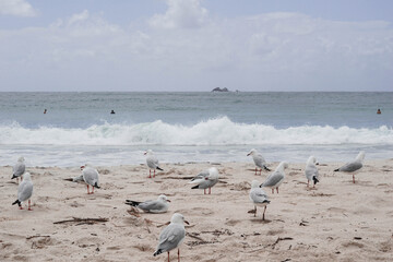 Seagulls on the beach