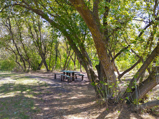 Fototapeta premium An outdoor recreation spot with a wooden table and benches in a shady forest. The sunbeams create an atmosphere of serenity, perfect for a picnic or a quiet nature retreat.