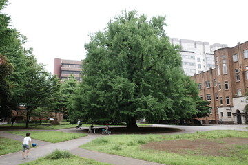 tokyo travel, acian architecture, summer, design