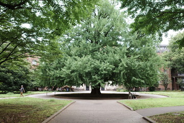 tokyo travel, acian architecture, summer, design