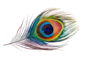 Vibrant peacock feather on black