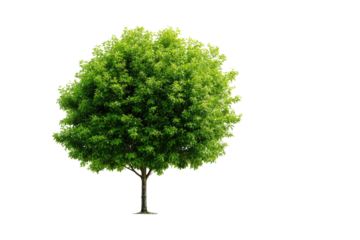 Isolated green tree against black background (2)