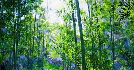 Sunlight streams through tall bamboo stalks in a vibrant green forest. The dense foliage creates a serene atmosphere, showcasing the beauty of nature in a tranquil setting.