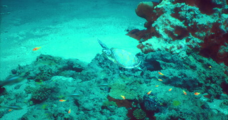 A graceful sea turtle glides through clear blue waters, navigating between vibrant corals and small fish. The underwater world is alive with color and movement during midday.