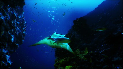 A majestic manta ray gracefully swims through a colorful coral reef as schools of fish surround it, capturing the enchanting beauty of twilight beneath the ocean surface.